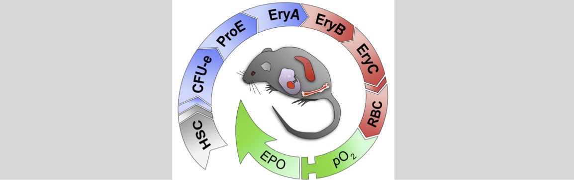 mouse erythropoiesis.jpg