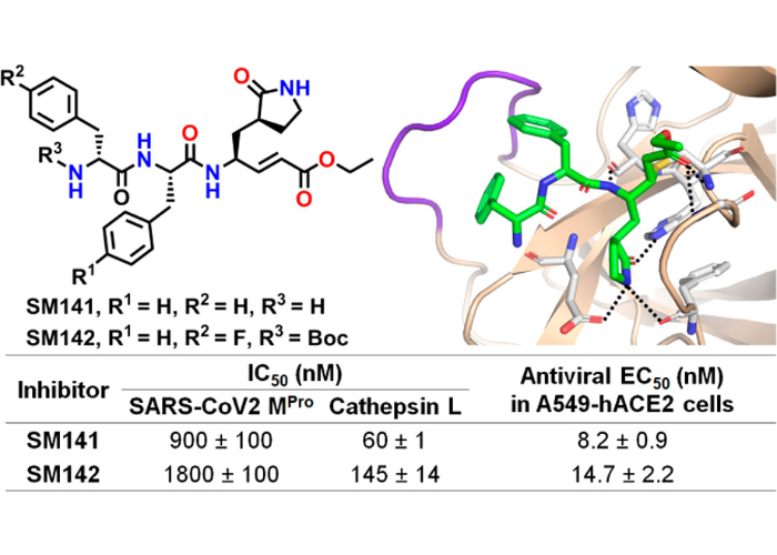 dual inhibitors of main protease