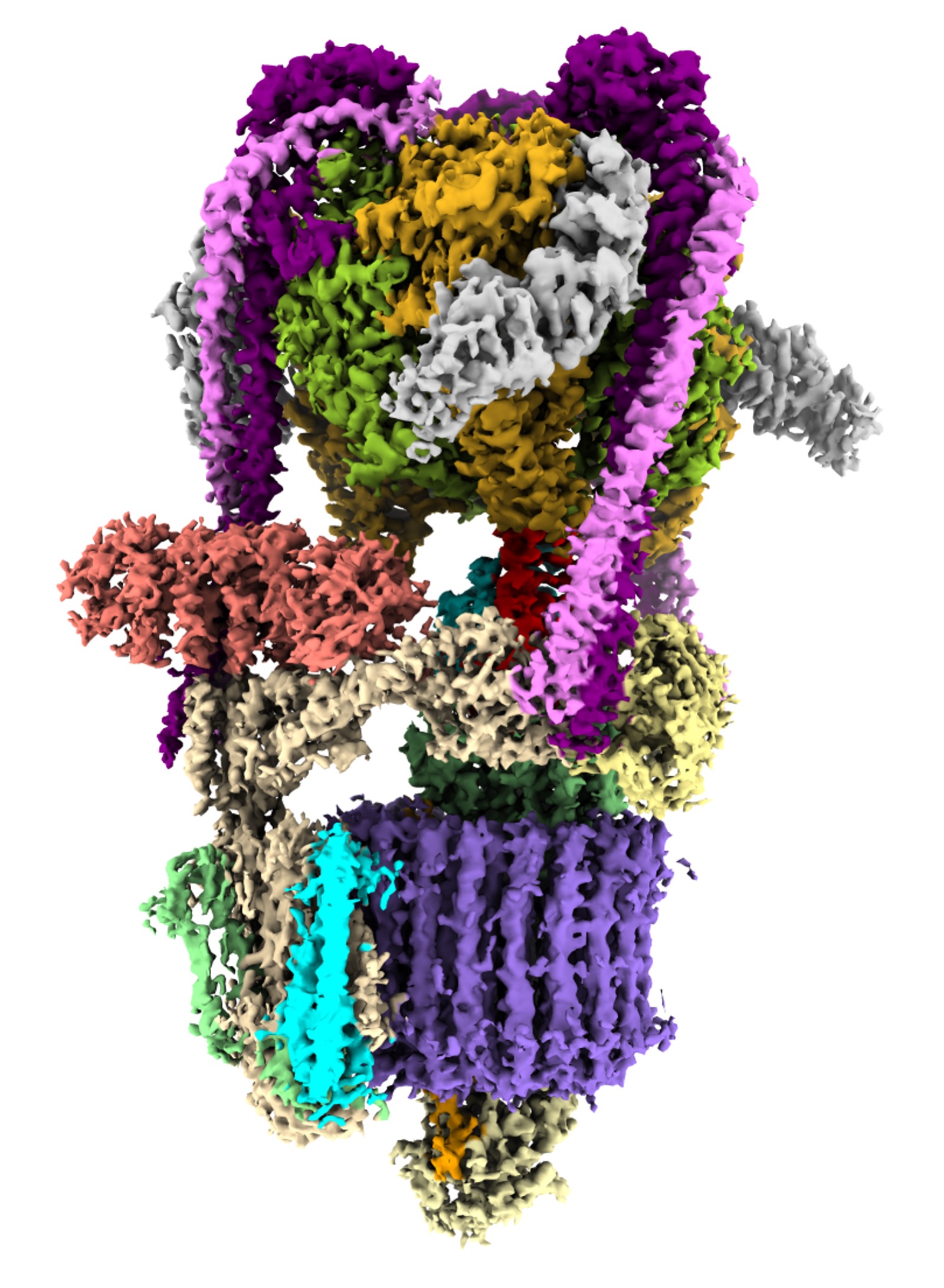 V-ATPase