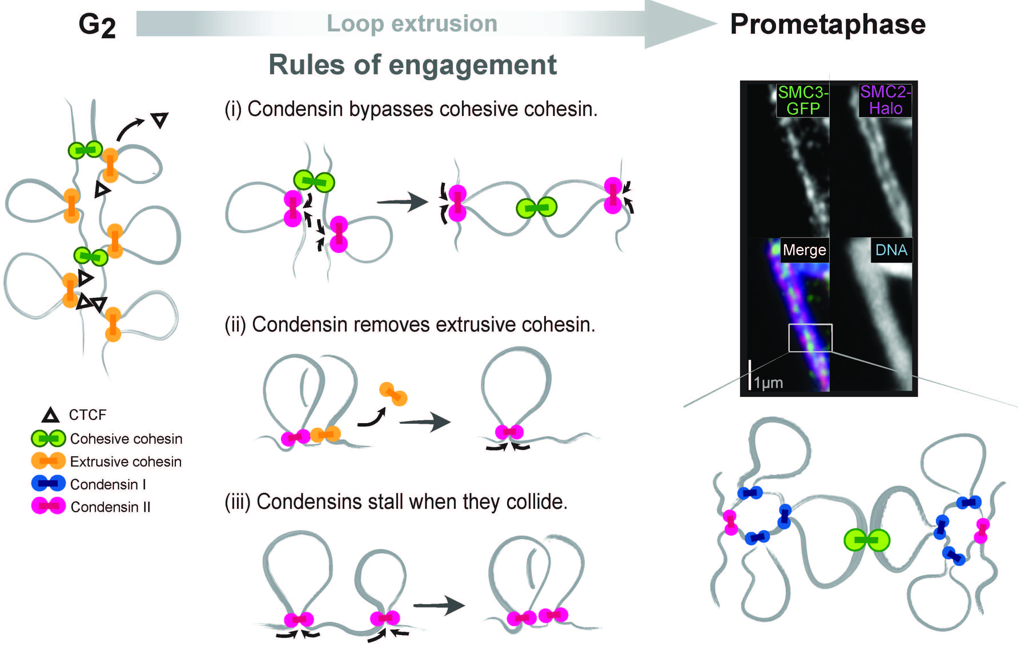 Job Dekker, PhD, and colleagues identify three rules (i, ii and iii) that govern how four molecule machines&mdash;cohesive cohensin (green circle), extrusive cohensin (yellow circle), condensin I, (blue circle) and condensin II (red circle)&mdash;respond when they run into each other on the genome during DNA folding.  Graphic: Johan Gibcus, PhD