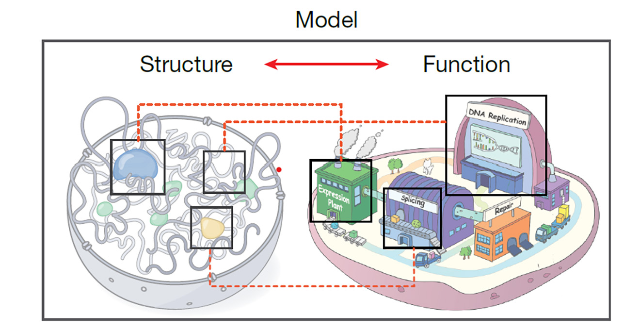 4D Nucleome Consortium produces detailed models of the 3D genome over time in cells
