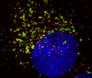 ‘The Art of RNA’ is latest installment of Artist in Residence series