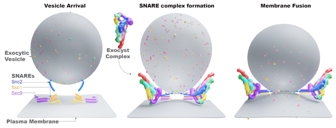 The exocyst complex functions upon arrival of exocytic vesicles carrying secretory cargo to the cell&rsquo;s plasma membrane (left), to specifically activate the SNARE proteins (middle), and help them catalyze membrane fusion and cargo delivery (right). 
