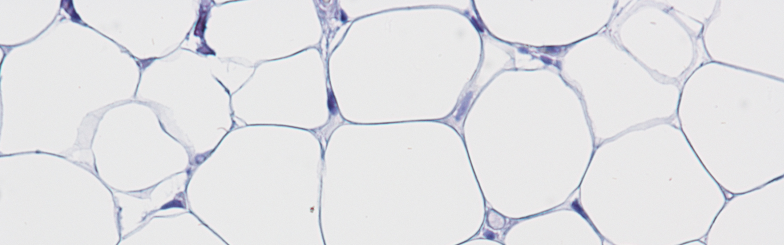 Van Tran Homepage image