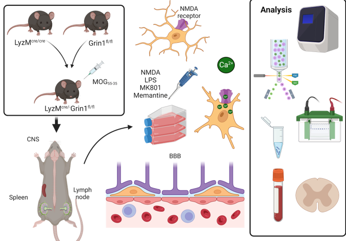 Image reflecting lab research being conducted